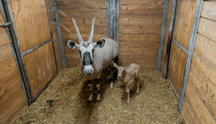Největším chovatelem je olomoucká zoo. Přivítala neuvěřitelných 14 mláďat oryxů