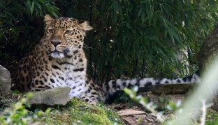 Olomoucká zoo slaví. Na svět přivítala tři vzácné levharty