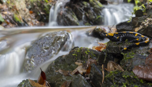 Zoo připravila soutěž ke kampani Mokřady pro život