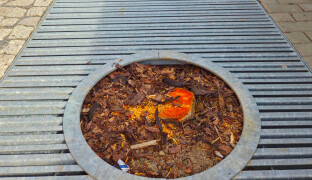 Kácení stromů pobouřilo Olomoučany. Náměstek teď slibuje nápravu