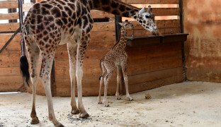 Spadla ze dvou metrů a hned udělala první krůčky. Zoo slaví narození Sisi