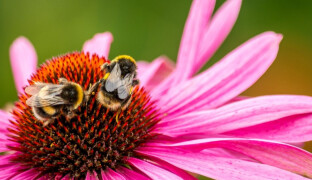 Jaro probouzí i hmyz. Jak se starat o čmeláky na zahradě?