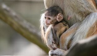 V olomoucké zoo se narodilo mládě nejrychlejšího primáta světa