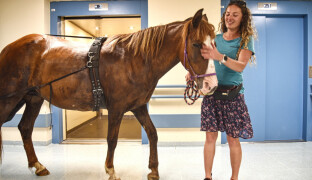 Znají ji i dětští pacienti. Nejlepšího terapeutického koně vyhrála klisna Zafira z Přestavlčic