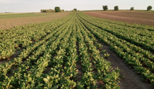 Nejdřív jahody, pak česnek a oblíbené melouny. Kdy začíná samosběr?