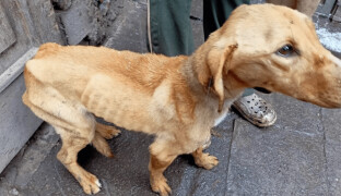 Veterináři odhalili v kraji nelegální množírny. Desítky psů žily v otřesných podmínkách