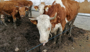 Veterináři odhalili hygienické nedostatky při kontrolách