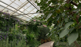 Sbírkové skleníky jsou za hranicí své životnosti, říká Bačák. Přejdou pod město