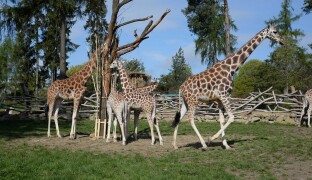 Zoo podraží. Chystá ale i zvýhodněné vstupné