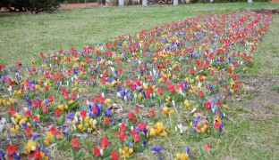Zahrádkářské tipy z Kostelce na Hané: Pozor na sucho v jarních měsících