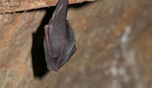 Ticho podzemí a šelest křídel. Javoříčské jeskyně lákají na setkání s netopýry