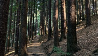 DATAREPORT: Městské lesy Olomouci vydělávají. Za poslední čtyři roky 60 milionů