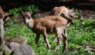 Největší evropské stádo markhurů hlásí 8 mláďat. V olomoucké zoo se jim daří
