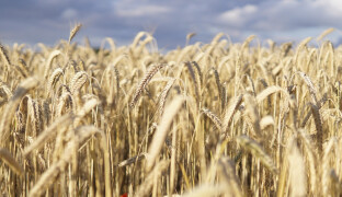 Žně brzdí déšť. Farmáři na Hané mají sklizeno méně než loni