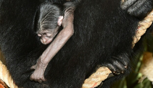 Na Svatém Kopečku se narodilo mládě nejhlasitějšího gibona světa