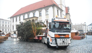 FOTO: Olomoucký vánoční stromek už je na místě