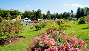 Zahrádkářské tipy z Kostelce na Hané: Klíčová je závlaha