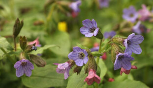 Jaro probouzí květiny v Litovelském Pomoraví. Na které se vyrazit podívat?