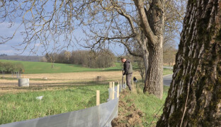 Stovky zábran, stovky zachráněných žab. Ve Šternberku pomáhají dobrovolníci