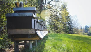 5 překvapivých důvodů, proč si pořídit vlastní včelín