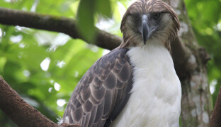 Národní symbol Filipín a oblíbenec v naší zoo. Orli opičí mají mládě
