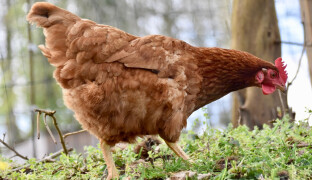 Nebezpečná nákaza drůbeže i v Pňovicích. Veterinární správa vymezila ochranné pásmo