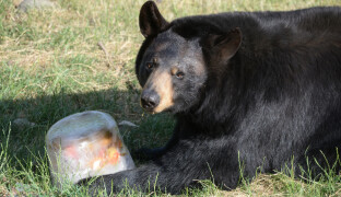Ledové koule nebo bazény. ZOO Olomouc dopřává v horkých dnech zvířatům speciální péči