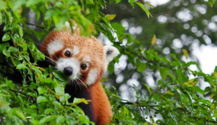 Olomoucká zoo slaví. Poprvé přivítala na svět mláďata pandy červené