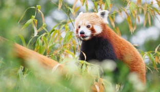 ZOO Olomouc shání bambus pro nově narozené pandy červené