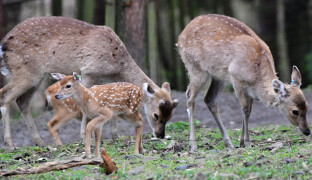 V olomoucké zoo se letos narodilo 11 kolouchů vzácného Siky vietnamského