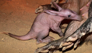 Zoo Olomouc přivítala mládě hrabáče kapského