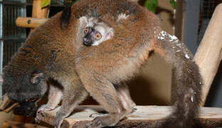 V olomoucké ZOO se narodilo mládě lemura. Je to kluk nebo holčička?