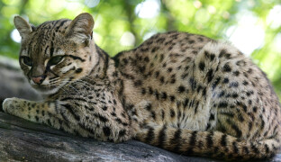 Zoo Olomouc má dvě nová koťata. Zahlédnout je chce pořádnou dávku štěstí