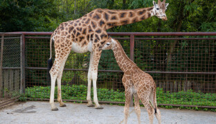 ZOO Olomouc oznámila narození žirafy. Podívejte se na ni