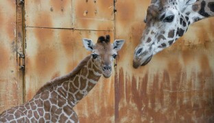 Highlighty týdne: Dvojitá radost v olomoucké zoo i vizualizace nové budovy fakultky