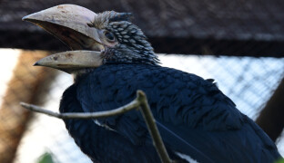 ZOO Olomouc čekala osm let. Zoborožci šedolící mají dvě mláďata