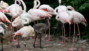Highlighty týdne: Další mláďata v olomoucké zoo i možnost koupit jízdenku MHD kartou přímo ve voze