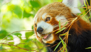 V Zoo Olomouc už nemusíte číst cedule. Informace vám nově řekne mobil