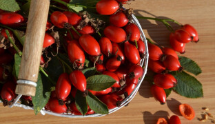 Šípky porážejí pomeranče. Vitaminu C mají podle článku až patnáctkrát víc