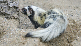Připomíná skunka a umí pořádně zapáchat. Zoo Olomouc má nový druh i tři mláďata