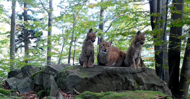 Zdroj: Facebook Ochrana velkých šelem