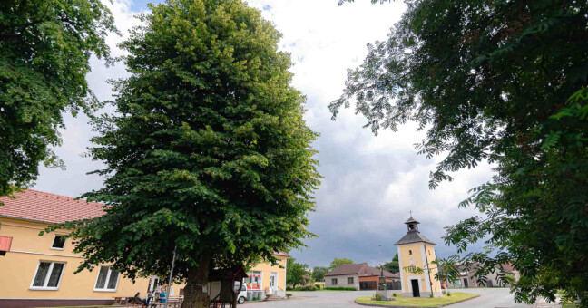 zdroj: Stromroku.cz / Lucie Mojžíšová