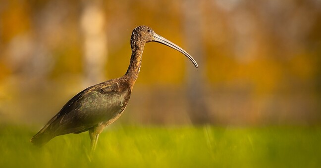 Ibis hnědý, foto: Robert Adamec