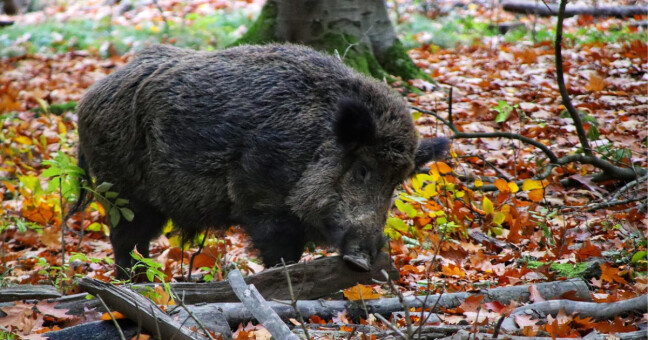 Foto ilustrační, zdroj: Pixabay