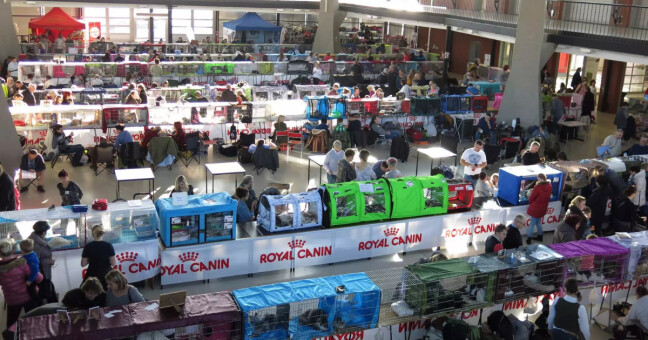 Do Olomouce míří dvě mezinárodní výstavy koček: krásní mazlíčci i nový domov pro opuštěné