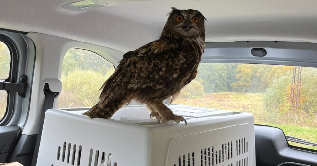 zdroj: Záchranná stanice Ruda nad Moravou