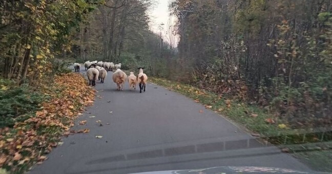 Zdroj: Městská policie Olomouc