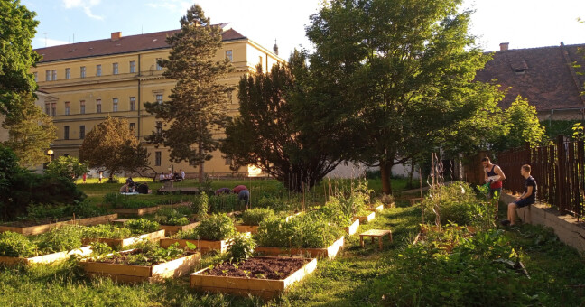 Komunitní zahrada v Letním kině Olomouc, zdroj: DW7