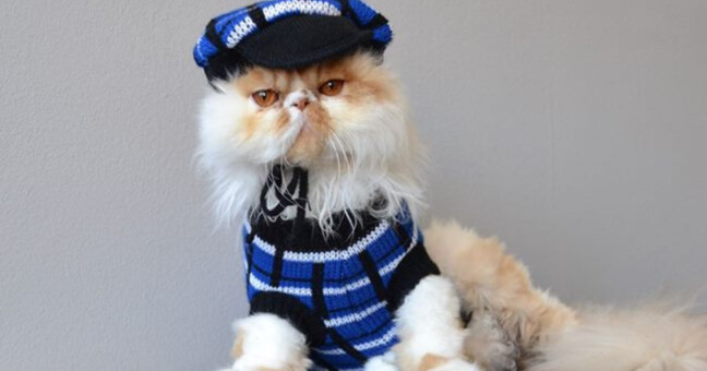 zdroj: Mezinárodní výstava koček