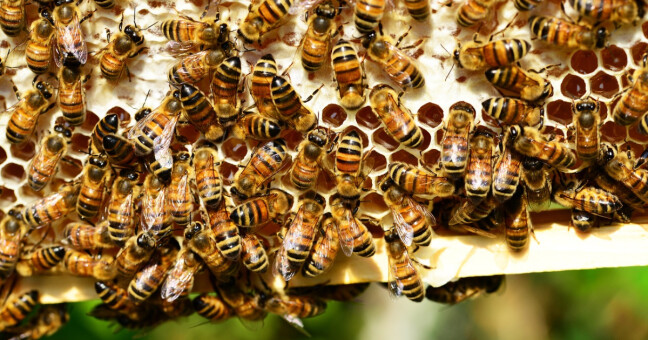 zdroj: Státní veterinární správa ČR